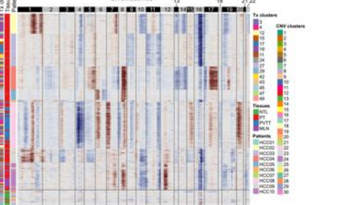 Inferred copy-number heatmap across chromosomes for each cell cluster