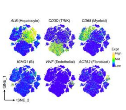 Six t-SNE feature plots showing expression of ALB, CD3D, CD68, IGHG1, VWF and ACTA2