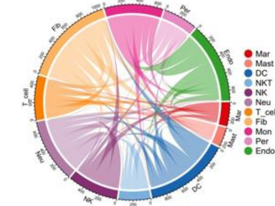 Chord diagram of ligand-receptor interactions between cell types