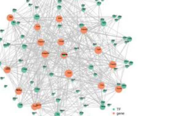 Network of predicted transcription factors and their target genes