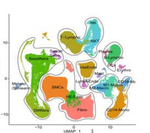 UMAP projection of single cells coloured and outlined by annotated cell type, including T-lymphocytes, NK, NKT, plasma cells, keratinocytes and fibroblasts